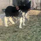 مشروع فحل نجدي