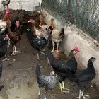 دجاج وديكه