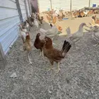 دجاج بلدي