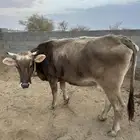 بقره للبيع