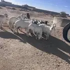 خميس مشيط القاعه