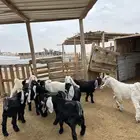 تيوس منادي طيبه
