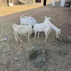 معزا طيبه للبيع