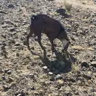 تيس فحل فحص احص ادهم