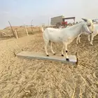 مشروع فحل بيشي
