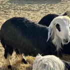 خرفان نجد خروف نجدي ذبائح خرفان