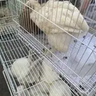 دجاج صيصان براهمه