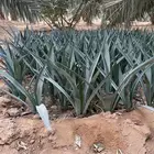 شتل صبار عدد 500 تقريبا