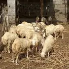 رخيل رفيديات صنف