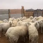 حريات حرش دفيع وكفو ( تم البيع )