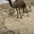 ضروبه