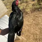 ديك سندي ماديا