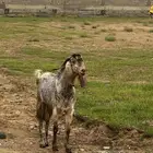 تيس فحل للبيع