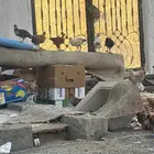 دجاج