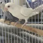 روز ذكر البينو ثلجي تم البيع