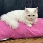 قط ذكر 5 شهور
