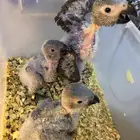 فروخ كاسكو غر تم البيع