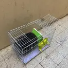 مستلزمات قطط