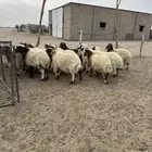 هرافي نعيم