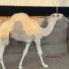 حشوان للبيع