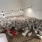 للبيع صوص فيومي العمر شهرين