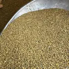 بذر برسيم صبخاوي المدينة