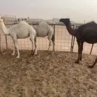 حشو قصب