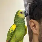 امزون بلوفرندد جاكو