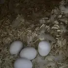 زوج روز البينو منتج