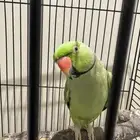 ببغاء دره ذكر متكلم اليف