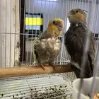 طيور زينه