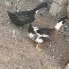 بط للبيع