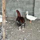 ديك سندي تم البيع