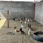 دجاج بلدي