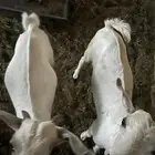 بهم سمان تيوس وجفار