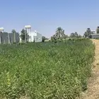 جربه قضب فوق الكفو يشرح نفسه في الحظن شي كفو