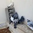 السلام عليكم حمام زاجل لون نادر سمان 5 بط2 ديك 1 صوص2