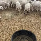 بهم حري العدد 17