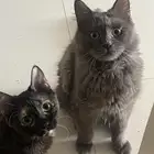 قط شيرازي للتبني