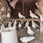 حمام فرنسي