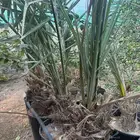 نخل خلاص في مراكن مجذر وبسعر 100 ريال فقط