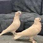 حمام ستنايت