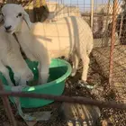 خروف للبيع