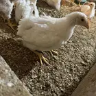 دجاج روس 308