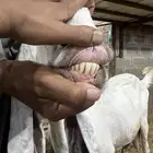 عنز حليب هولنديه خصم جرم وجبر