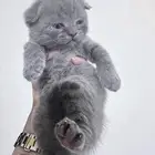 قطط