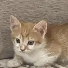 تبني قطط صغيره