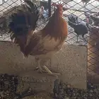 ديك للبيع