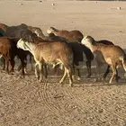 سواكني حمري تربيه