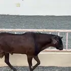 تيس فحل سنه ثني
